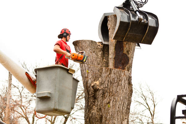 Reliable Tri City, OR Tree Services Solutions